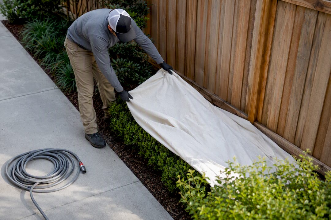 Tarp protecting shrubs beside fence