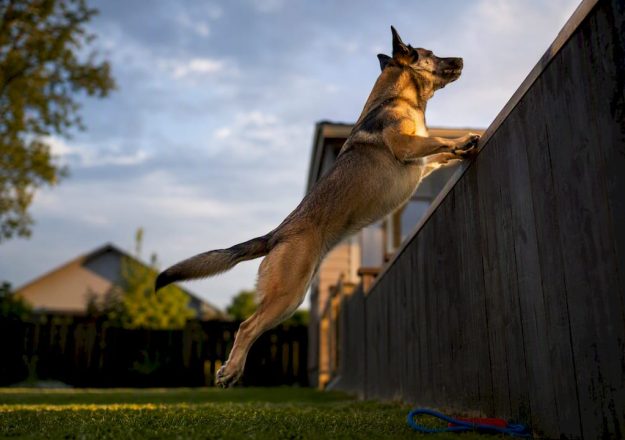 Stop Dogs Jumping Fences in One Week with Under $100 DIY Fixes for Homeowners
