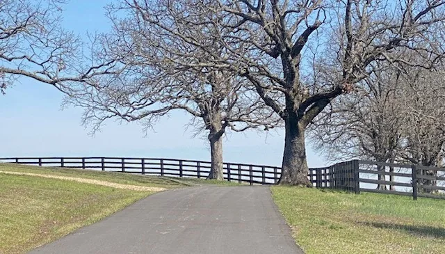 Black rail fence lining a driveway shaded by oak trees