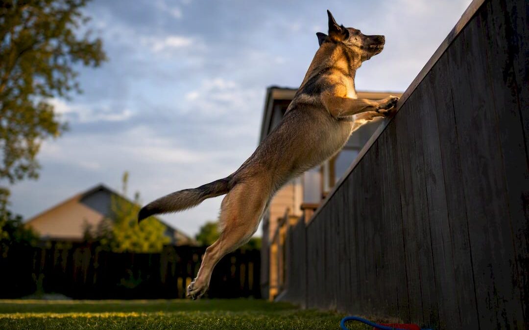 Stop Dogs Jumping Fences in One Week with Under $100 DIY Fixes for Homeowners